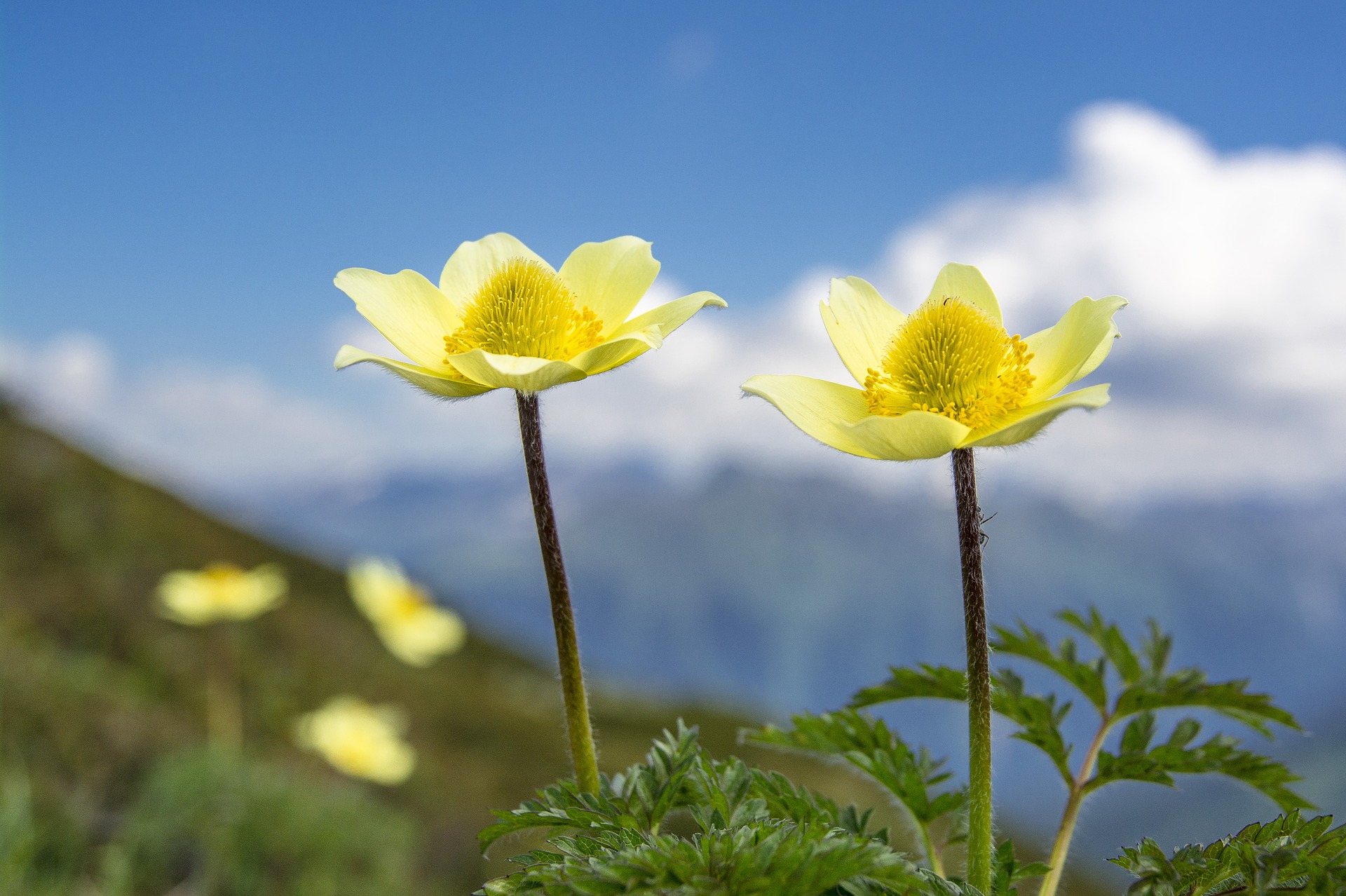 sulphur-anemone-4042853_1920